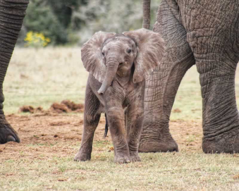 Addo Elephant National Park Tours